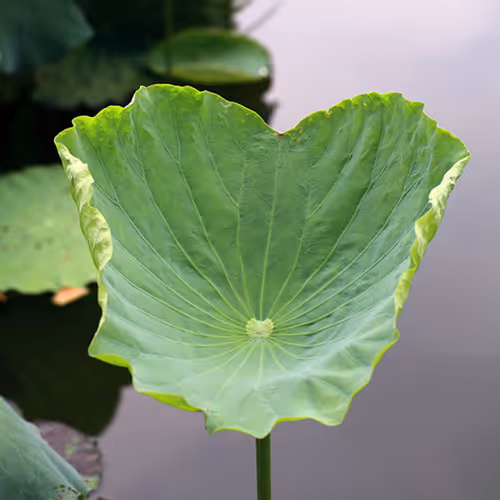 9260538880738646448046418891529255088625136826813512017686583776423272513636