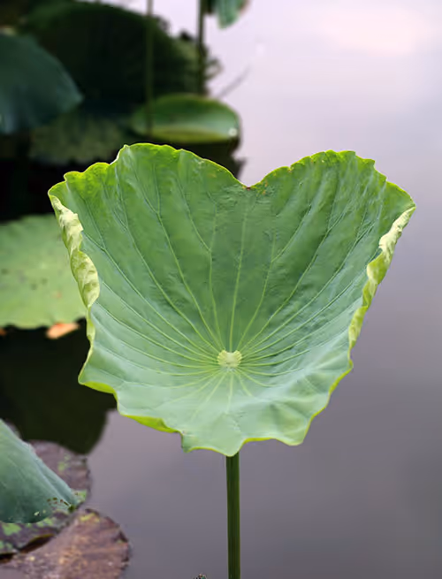 Item #9260538880738646448046418891529255088625136826813512017686583776423272513636 Media