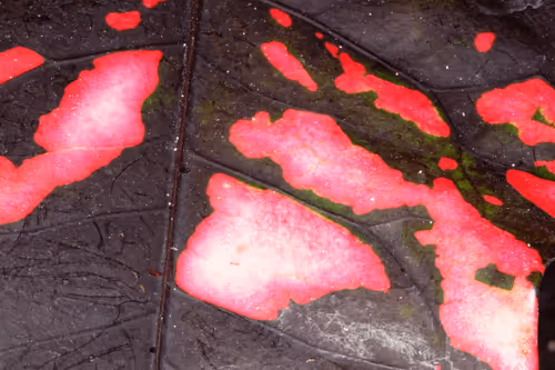 Item #47344123980109973813634142770242239438764360713225161879961011961564739141633 Media