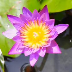 Lotus