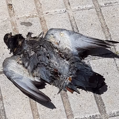 63360963630345977049249493324875102338601865581705419484287116292973064617985