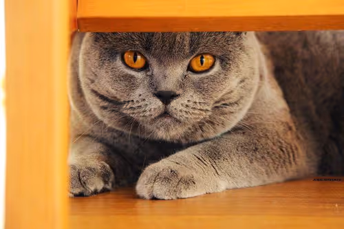 Item #109314977191886782676011847757927113606558137788389386484492069517177175146497 Media