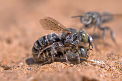 Item #71581581597643149467168648258107612895954652737946138187853336694328748146689 Media