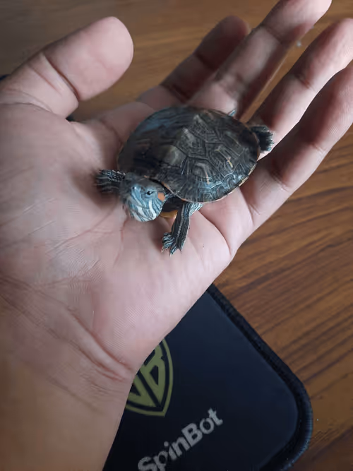 Item #35758072661290302492316512843018898371920331362459186954224788859351069622273 Media