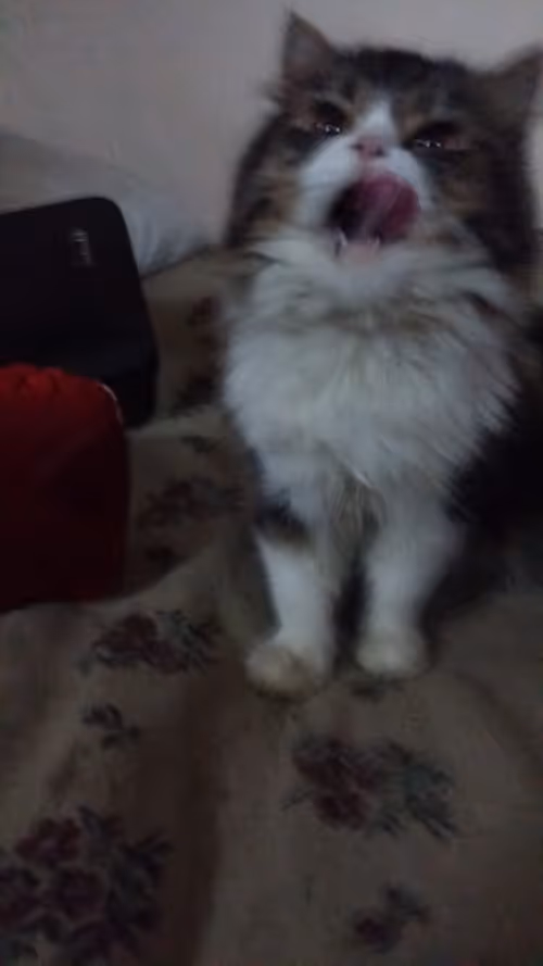 Item #83193189816326317168248795584563721862945405650651256677672435527513907658753 Media