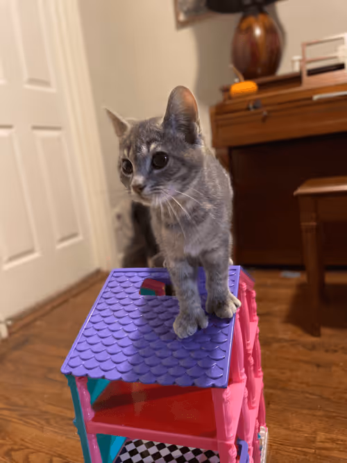 Item #111262306293566059503642929196022217454838459357631238929319294458081981759489 Media