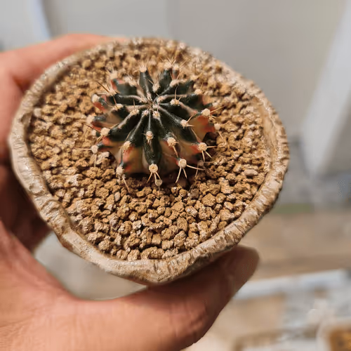 Untitled Collection #200821344