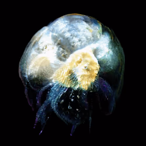 Item #4750064852715738149564930854294668621974194112560083604087540646781638410241 Media