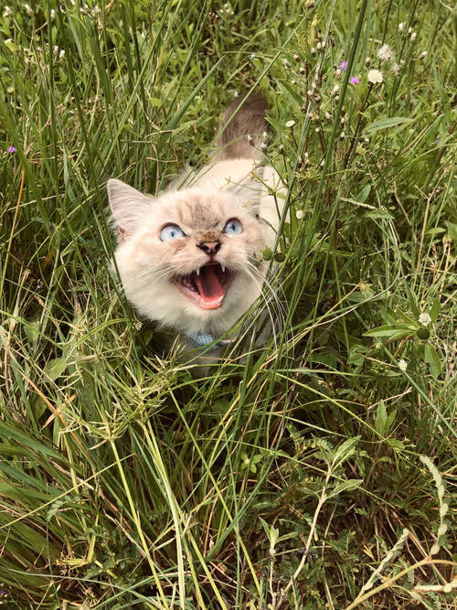 Item #113108123893781287193638742201143473737808108693062803138143660133054767169537 Media