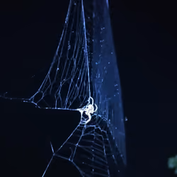 spider web + light(blue)