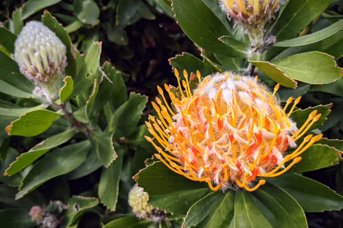 Item #39075669952795110311488058078452160275975432518977374571902800576133833162753 Media