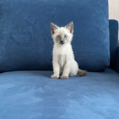 cat angel