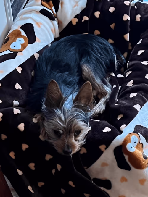 Item #88066140528539479869456014744410398514327997074780151392509103642139055620097 Media