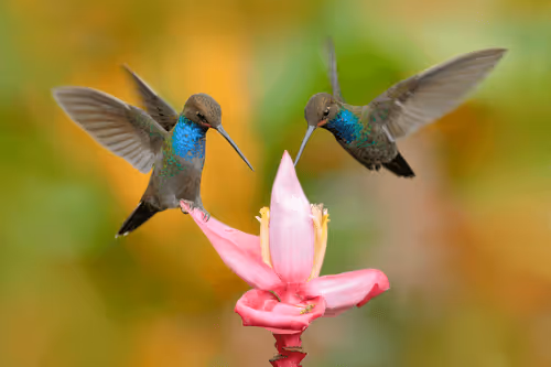 Item #25621925064279012681246301446131385931262547461970292834419122503667719077889 Media