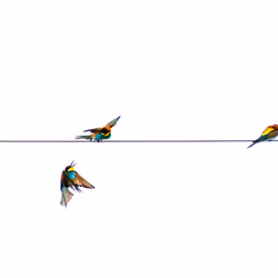 Birds Symphony #16