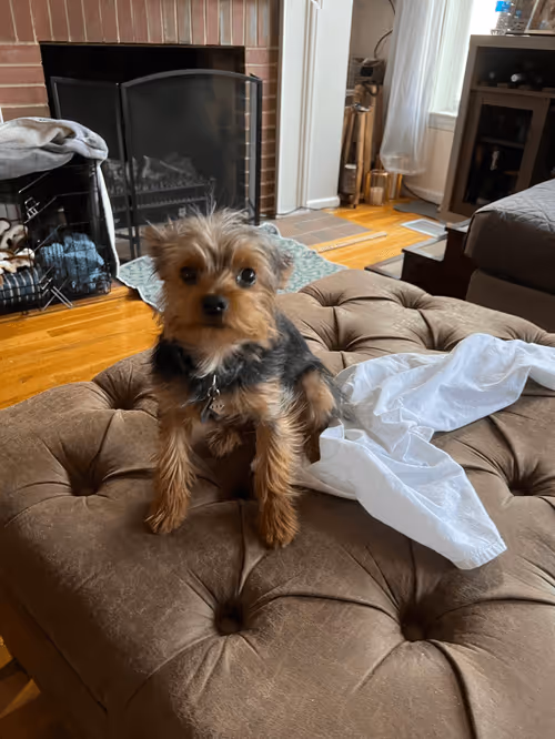 Item #88066140528539479869456014744410398514327997074780151392509103635541985853441 Media