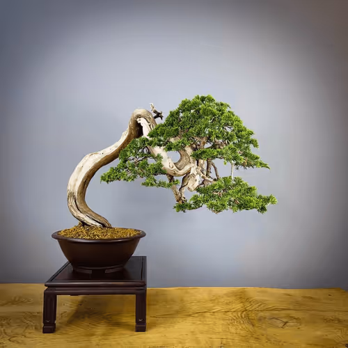 Item #104496985584808197411299000803927756186977529206466580863662692637260025692161 Media