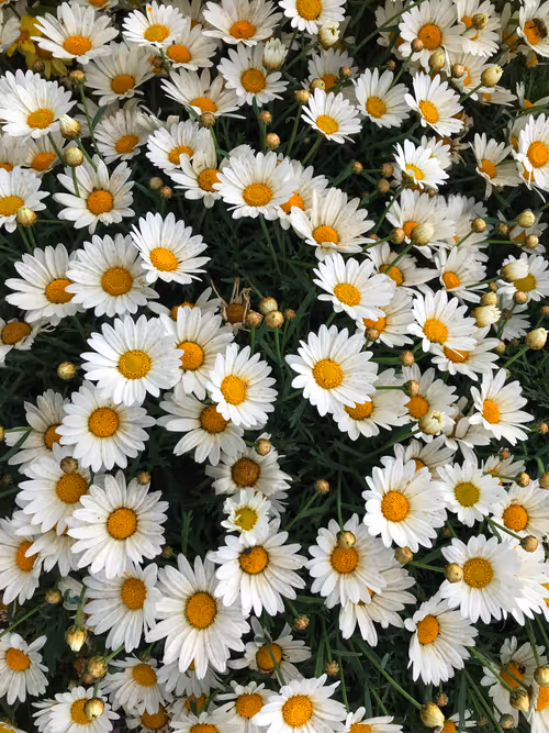 Item #66820219221198918858103330238748166887962299943803224281381121407275788926977 Media