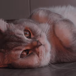 Red Cat