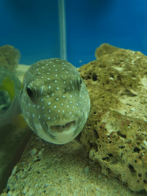 Item #83958100256980711035398363150481960541013843163520717239348696217796516773889 Media