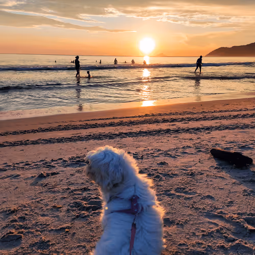 Item #76789129689388299706655966014022744743344792406865654046008114622463934988289 Media