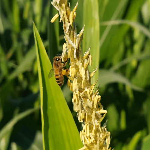 Item #104046609706134978870505634803429557772109987383703741231611975049951223742465 Media