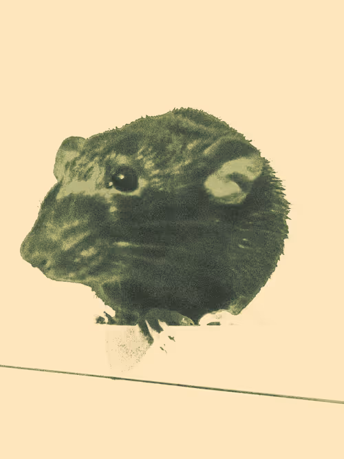 Item #38164616475618540884503297836374549590182867886745281612021201139360103137281 Media