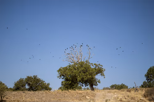 Item #88588118460762935851954819290277197949236789267554687293919040380348024225793 Media