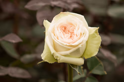 Item #68327891815088974381680309106564733444446266155657330601700582195259273904129 Media