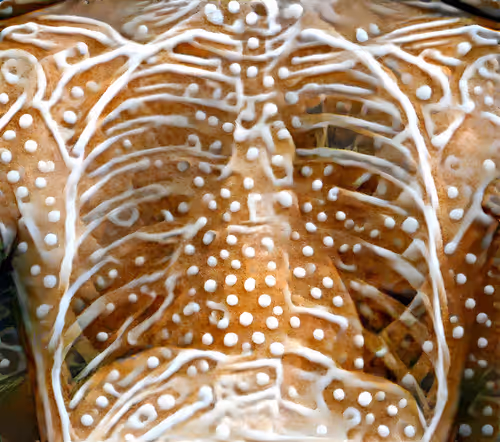 XR Chest Limited Study #4