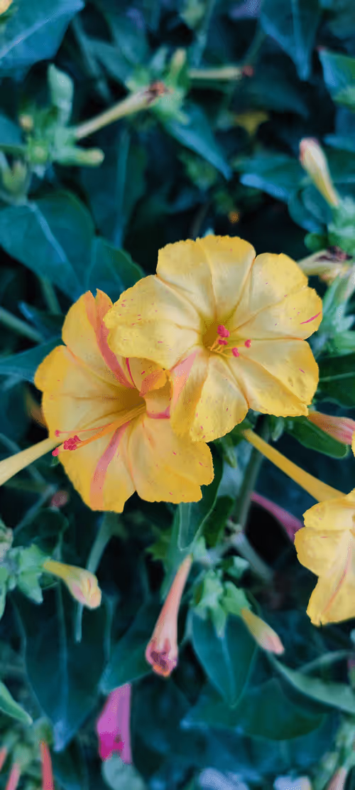 Item #3902770654397451055679675959158642588434254575108707249038518007107917185025 Media