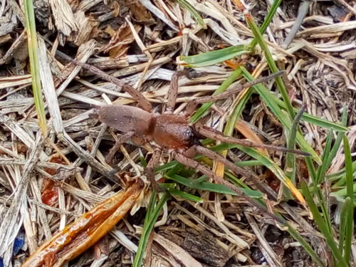 Item #18279368597565041265121237626867746954701071610314993633361532927998498439169 Media