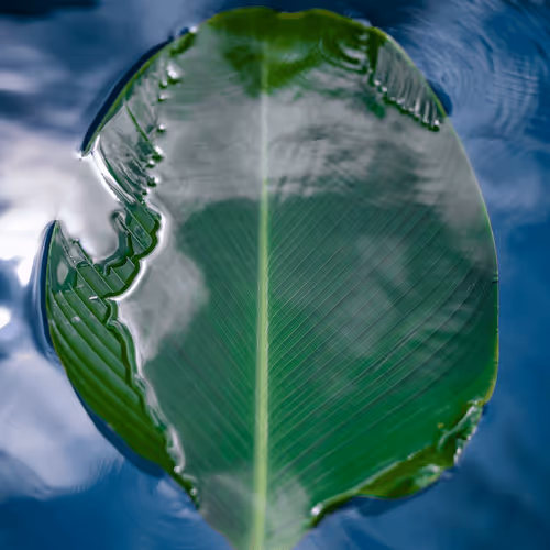 Untitled Collection #291968206