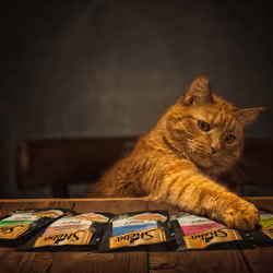 Cats poker