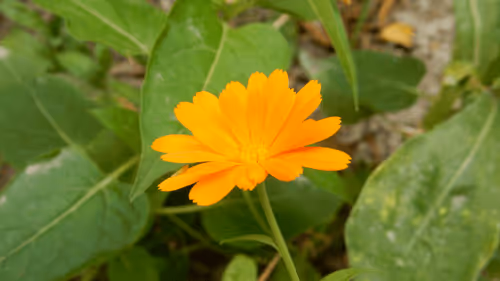 Item #53581876738018030526296833198765097323208142745183468553001527186319176892417 Media