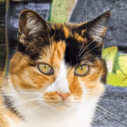 106393158711752592444527764053332067386103257112262188176365274366649546309633