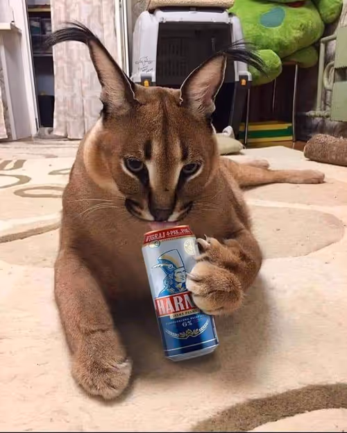 Item #85650510750019941535739105473061646298981630802236390331089999052283924447237 Media