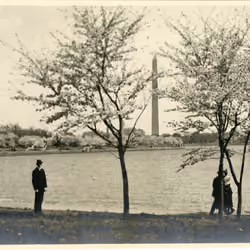 Cherry Blossoms around the Tidal Basin, with the Washington Monument in the background siris_arc_291883