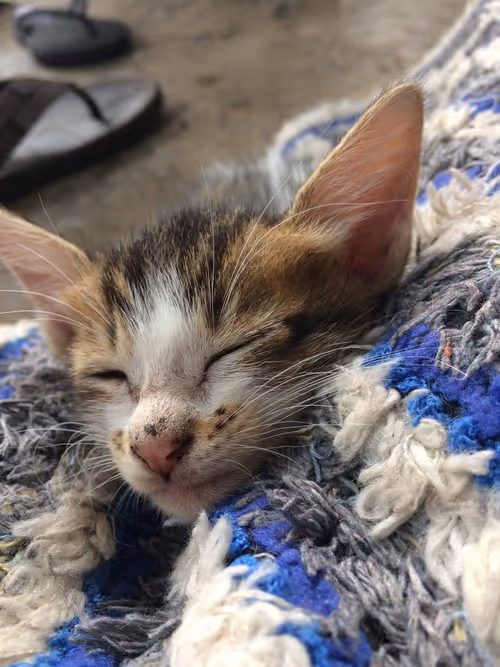 Item #48379251883092317443194330208135156888907821779132589659342184500166370787329 Media