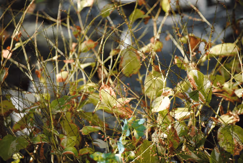 Item #12983873697822473050924405572520618716996513467727223365213159584030213013505 Media