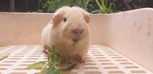 Item #81032937518726781130427896739408939347327063862450356405897967528227989618689 Media