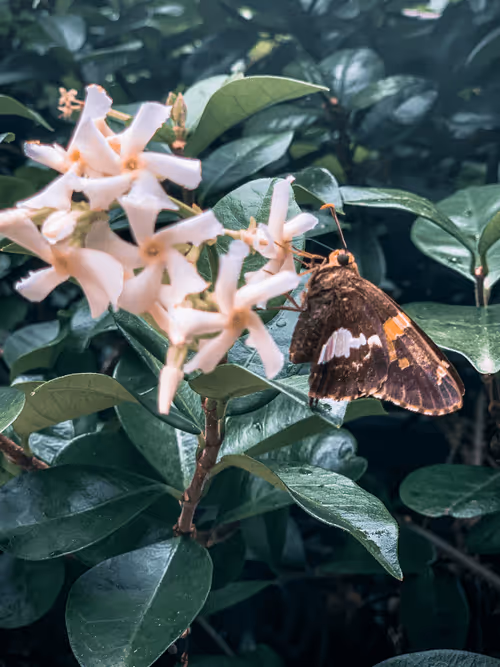 Item #108333172836631629328696584714053398631603269563571358519615745317413731696641 Media