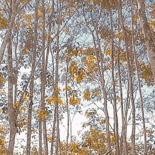 Item #71898613365774394208486532838091089742538987578281713843542554841385617326081 Media