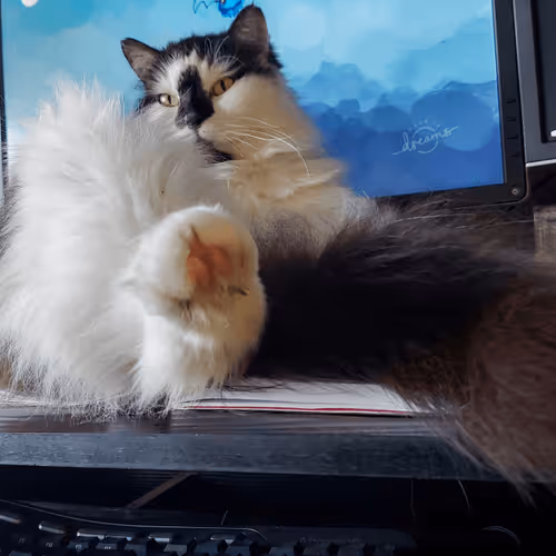 Item #13161020314009032005485822086301964352885579695205061807387255202568420196353 Media