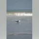 30353318409245207285642591342084715375029544046485943310145646005152731103233