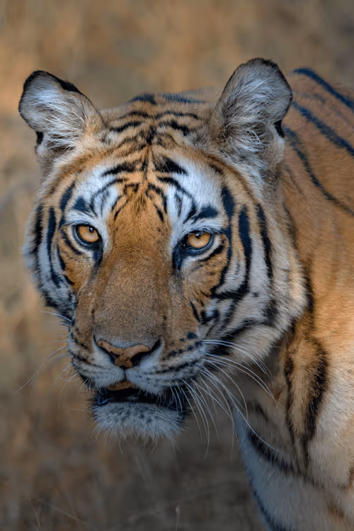 Item #61684684013370051227163866082320023750896296023852719411798081140216079319090 Media