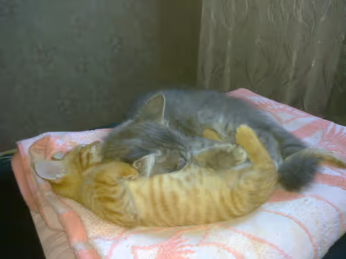 Item #41983459946325006344850038724007157971914249844141491949312561696051208126465 Media