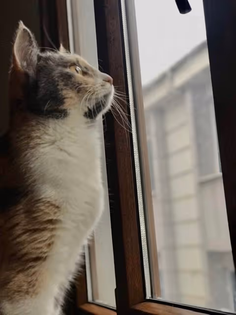 Item #14464008018806657032791712950443942838923644749825459179522451972694791421953 Media