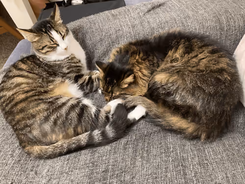 cats