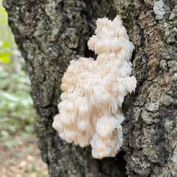 Lions Mane